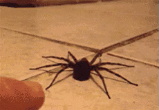 laurentiumanea  GIF