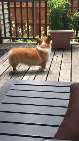 eriimai corgi GIF
