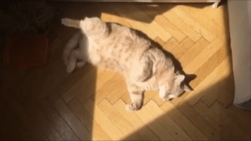 ninatatschl  GIF