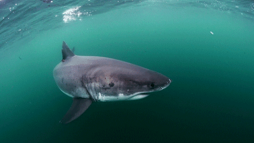 great white shark gif