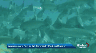 GJEPgifs canada cban genetically engineered salmon ge salmon GIF