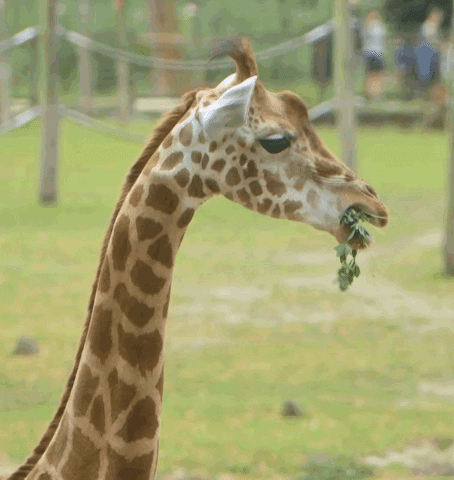 Giraffe Eating GIF by Planckendael