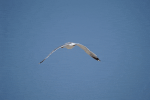 matthijsonline #bird GIF