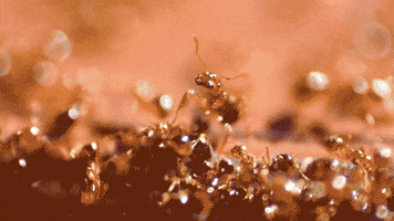 fire ants apocalypse GIF by PBS