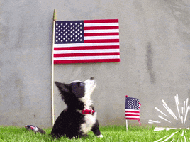 Happy 4Th Of July GIF by GIPHY Studios Originals