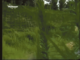 andrelapa  GIF