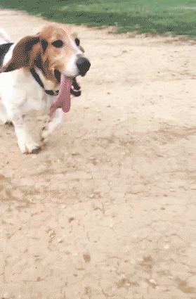 grlwondr hound basset hound basset GIF