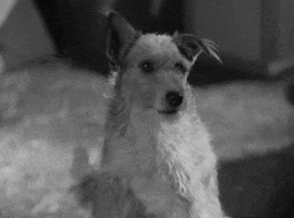 classic film dog GIF by Warner Archive