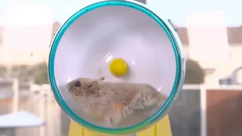 hamster GIF by Banggood