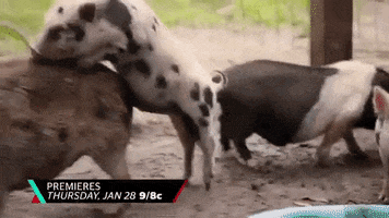 Pig Mounting GIF by Party Down South