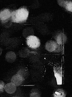 cats love GIF by PEEKASSO