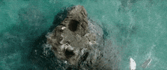 sony home ent GIF by The Shallows