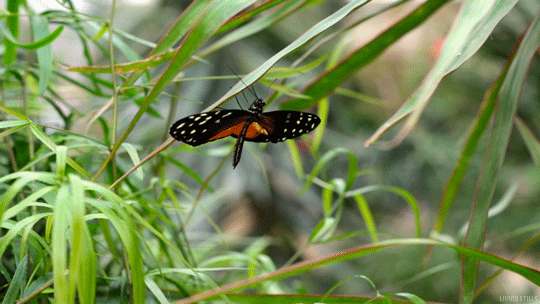 Butterfly Flapping GIF by Living Stills - Find & Share on GIPHY