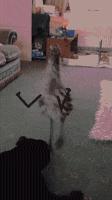 dog emu GIF