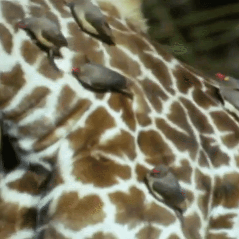 GIF by Animal Planet