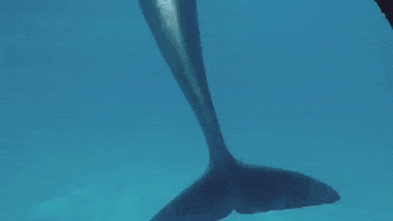 delfin GIF by Dolphin Discovery