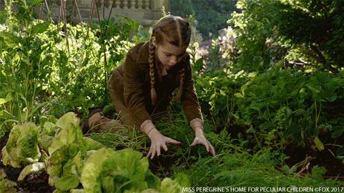 Miss Peregrines Home For Peculiar Children GIFs - Get the best GIF 