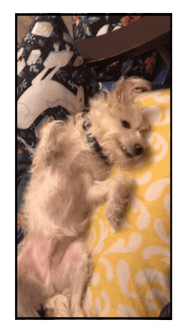 dog belly GIF by chuber channel