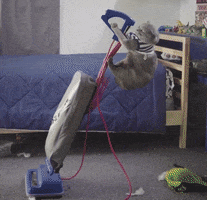Clean Up Cats GIF by Bubble Witch