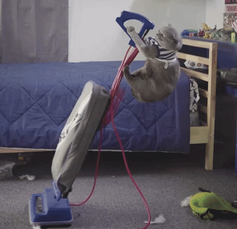 Giphy - Clean Up Cats GIF by Bubble Witch