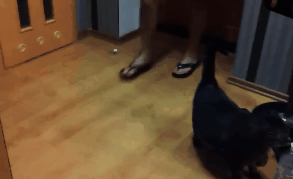 catmanian cats who are warmingly welcomming their humans GIF