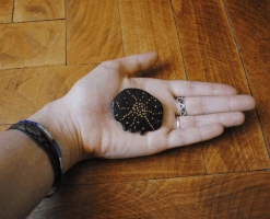 gold pins GIF by Meph