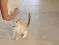 Cat-high-five GIFs - Get the best GIF on GIPHY