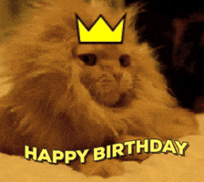 happy birthday cat GIF