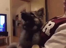mrdaba  GIF