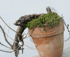 thomasroyez bonsai GIF