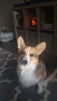 200.gif?cid=fc005b08f38dd602988270a738b37223814a0b1f236a150a&rid=200.gif&ct=g