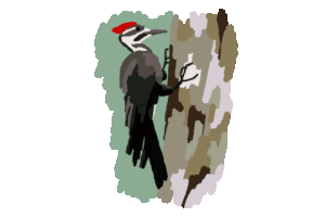 Pic Bois Sticker by Marc Lariviere