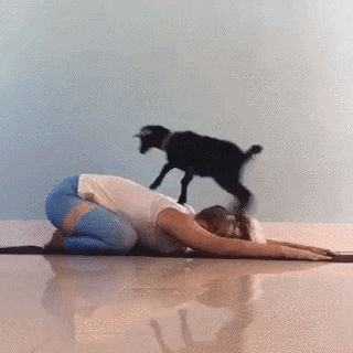 Yoga Goat GIF by reactionseditor - Find & Share on GIPHY