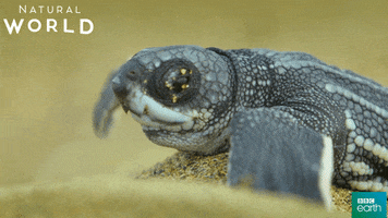 puerto rico turtle GIF by BBC Earth