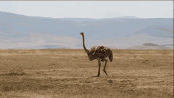 immersephotography  GIF