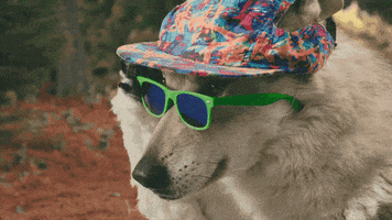 Wolf Dog Deal With It GIF by Old Spice