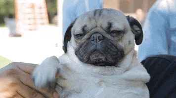 Video gif. Held in someone's arms, a tan and black pug sits sleepily. The person uses their hand to wave the pug's paw in a "Hello" motion. The pug is unbothered.