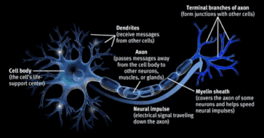 jasonriethmann neuron GIF