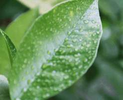 mezitlab nature green water rain GIF
