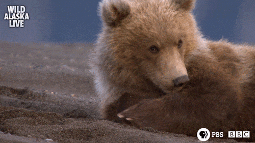 Bear Gifs Get The Best Gif On Giphy - grizzly bear ears roblox