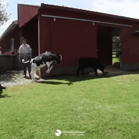 giphy.gif?cid=4d1e4f29b14df4a3639a9755711e7fbc3d023c0b45ac065b&rid=giphy.gif