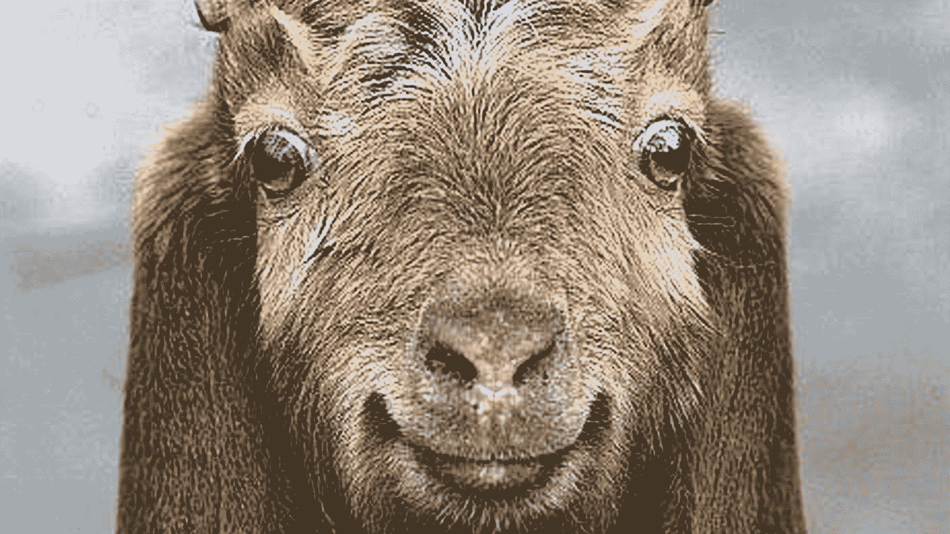 Exploded Goat Stew Gifs Find Share On Giphy vrogue.co