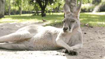 thisisqueensland no nope smh queensland GIF