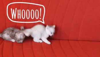 bycc  GIF