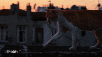Youtube Red Cat GIF by YouTube Originals
