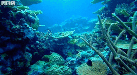 Marine Life Sea GIF by BBC - Find & Share on GIPHY