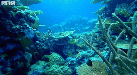 Imágenes del fondo oceánico