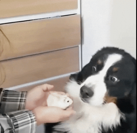 giphy.gif?cid=4d1e4f29b7a407604a92dd02eccf6c1babc87969e9102d2b&rid=giphy.gif