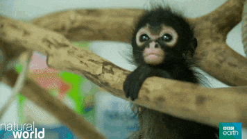 Natural World Baby GIF by BBC Earth