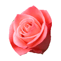 rose STICKER by imoji